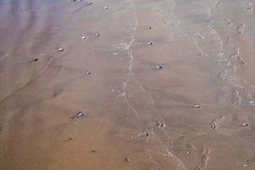 La playa de Melenara se llena de medusas (Foto Antonio Rico)
